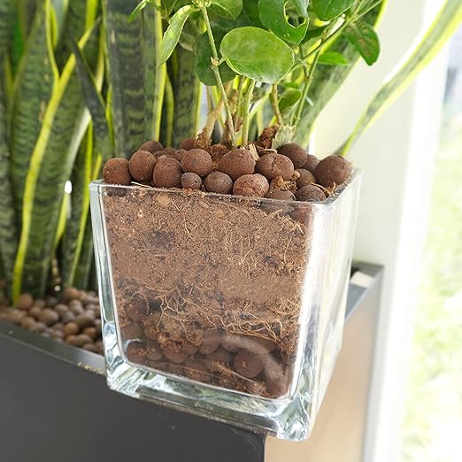 Leca Expanded Clay Pebbles 5LBS Grow Media for Indoor Plants Hydroponic Growing Gardening System Supplies …