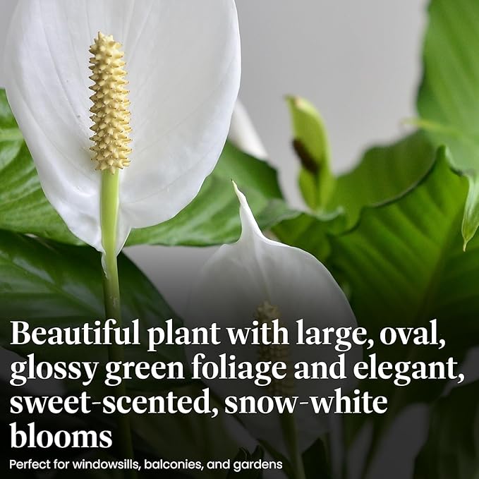 American Plant Exchange Peace Lily, Live Spathiphyllum Plants, 4-Inch Pots, 3 Pack in Deco Covers, Flowering Houseplants, Easy Care, Low Light, Perfect for Housewarming, Sympathy, or Party Gifts