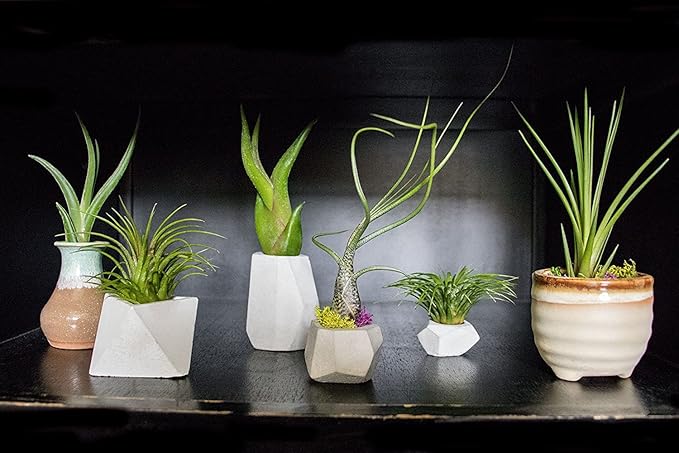 Altman Plants, 12 Air Plant Variety Pack - Small Tillandsia Terrarium Kit - Assorted Species of Live Tillandsia Tropical House Plants for Sale, 2 to 5 Inches Each - Air Plants for Indoor Home Decor