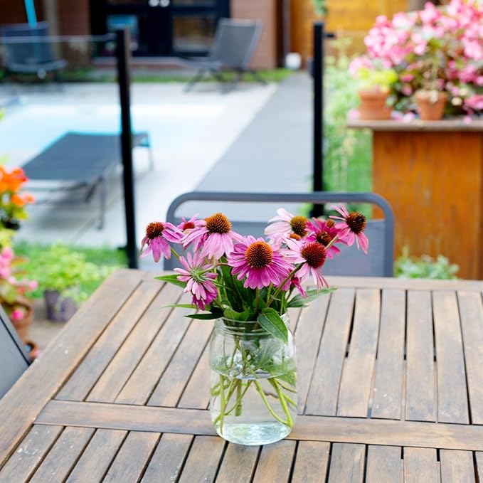 Echinacea Seeds, Purple Coneflower Seeds, Over 2300 Echinacea Seeds for Planting, Non-GMO, Open Pollinated, Heirloom Flower Seeds