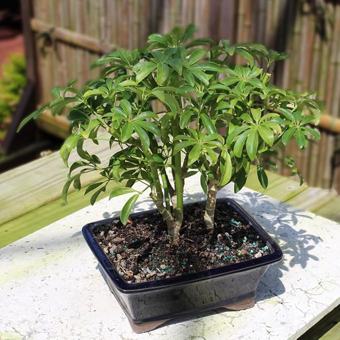 Brussel's Live Dwarf Hawaiian Umbrella Indoor Bonsai Tree - 4 Years Old; 8" to 10" Tall with Decorative Container, Humidity Tray & Deco Rock