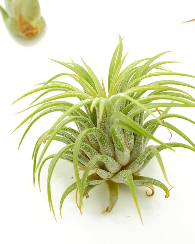 Shop Succulents | Assorted Collection of Live Air Plants, Hand Selected Variety Pack of Air Succulents | Collection of 8