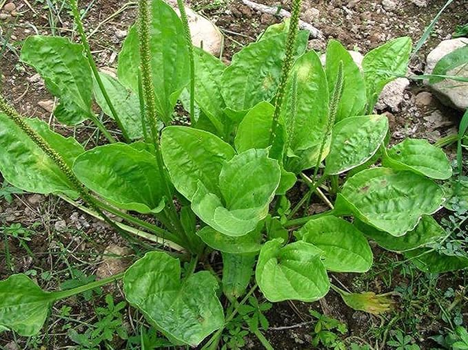 1500 Broadleaf Plantain Seeds - Cay Ma De - (Plantago Major) Organic Medical Plant Seed | Non GMO | Organic | Heirloom
