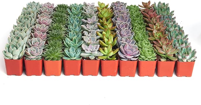 Shop Succulents Rosette Succulent Plant Pack Bulk Collection, Live Mini Succulent Plants, Low Maintenance, Floral Shaped Mix of Colors & Textures - Wedding and Party Favors, Gift & Garden, Pack of 100