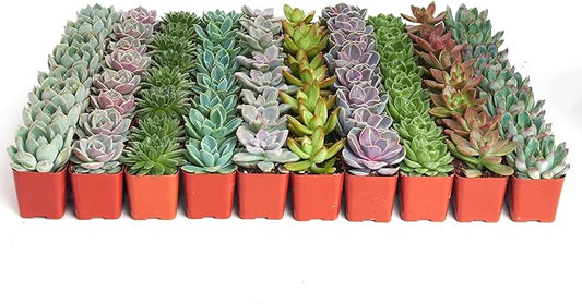 Shop Succulents Rosette Succulent Plant Pack Bulk Collection, Live Mini Succulent Plants, Low Maintenance, Floral Shaped Mix of Colors & Textures - Wedding and Party Favors, Gift & Garden, Pack of 100