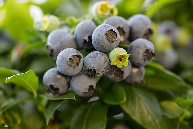 Bushel and Berry™ - Vaccinium x Jelly Bean (Blueberry) Edible-Shrub, , #2 - Size Container