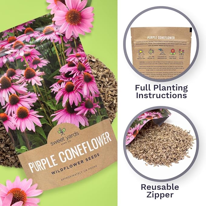 Purple Coneflower Seeds – Bulk Quarter Pound Packet – Over 12,000 Open Pollinated Non-GMO Wildflower Seeds – Echinacea purpurea