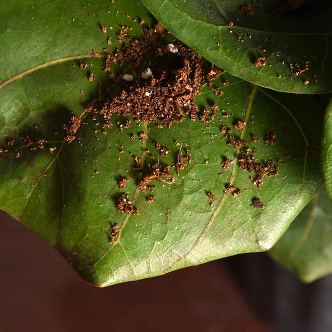 Fiddle Leaf Fig Soil by Perfect Plants 8QTS, Premium Professional Blend for All Fiddle Leaf Figs