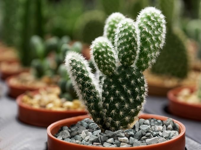 2.4lb Succulents and Cactus Green Zeolite, Décor & Additive Rocks, Natural Decorative Gravel for Bonsai, Fairy Gardening, DIY Projects, Vases Fillers, Terrarium