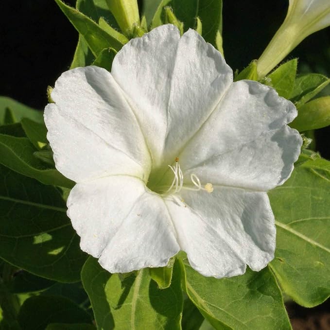 Outsidepride 1 lb. Perennial Mirabilis Jalapa Four O' Clock White Flower Seeds for Planting