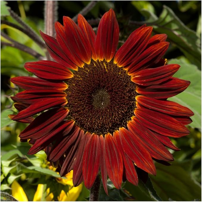 Seed Needs Moulin Rouge Sunflower Seeds for Planting - F1 Hybrid Deep Burgundy Red Flowers Perfect for Bouquets & Floral Arrangements as a Cut Flower (1 Pack)