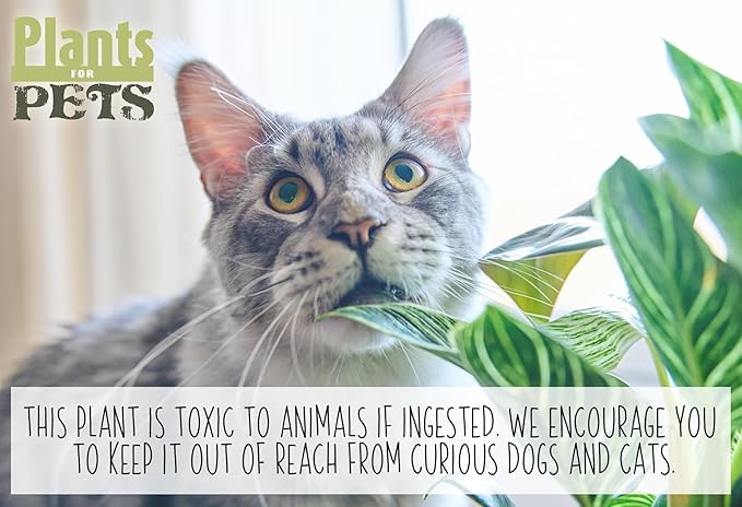 'Sunrise' Corn Plant Dracaena Plant Live Plant Decor, Office Desk Plant, Live Indoor House Plants, Decorative Plants, House Plants Indoors Live Plants Indoor Plants Live Houseplants by Plants for Pets