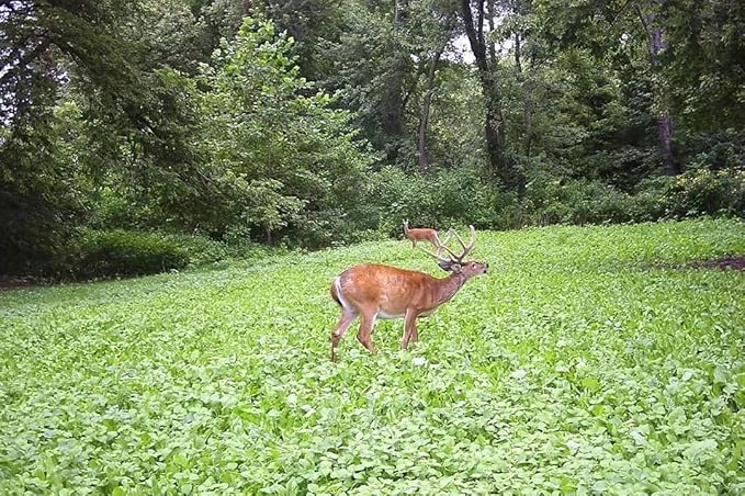 Clover/Chicory | Select Seed Blends | All Season Whitetail Deer and Turkey Perennial Food Plot Seed | Drought Resistant | Easiest Turkey and Deer Feeders | 5 lb Bag | 3-Pack