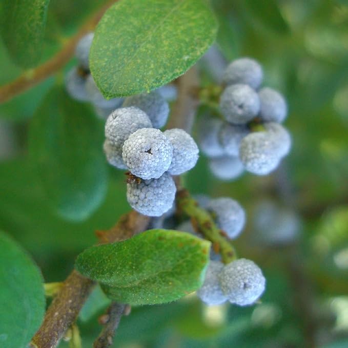 CHUXAY GARDEN 10 Seeds Bayberry Plant,Wax Myrtle Dense Deciduous Shrub Rare Striking Landscaping Plant
