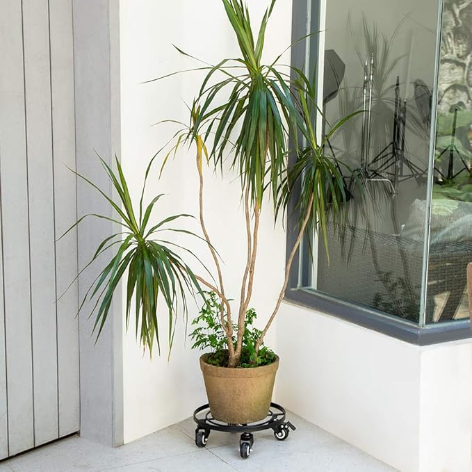 AMAGABELI GARDEN & HOME 12" Metal Plant Caddy Heavy Duty Plant Stand with Wheels Wrought Iron Potted Brake Flower Pot Rack Rollers Mover Dolly Holder Indoor Outdoor Planter Trolley Caster BG1622