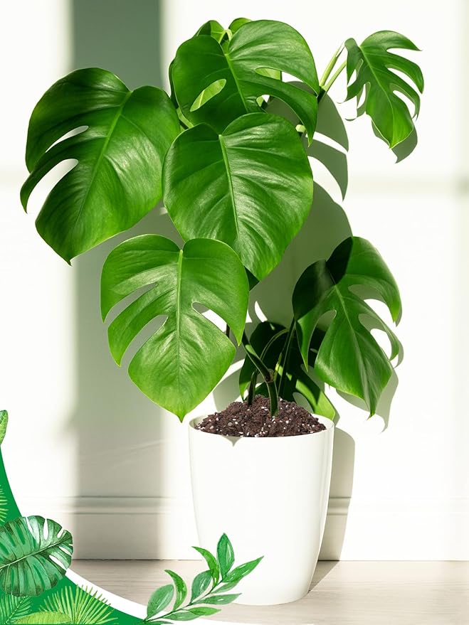 2 Quarts Monstera Soil Potting Mix - Natural Organic Tropical Plant Soil for Improving Growth Rate, Sustainable Houseplants Growing Media for Indoor Bonsai Succulents Moisture Retention Drainage