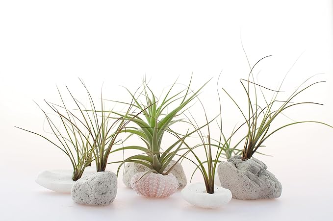 Tillandsia Air Plants Live Indoor Plants (50 Pack), Air Plants Bulk Party Favors or Wedding Favors Live Plants, Air Plant Lover Gifts, DIY Terrarium Kit, Air Succulents Plants Live by Plants for Pets