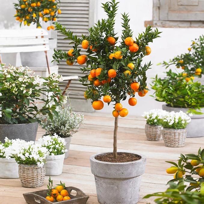 Gardenera's Premium Orange Tree Soil Mix - Quick Drain Potting Soil for Growing and Repotting Citrus Sinensis - 10 Quart