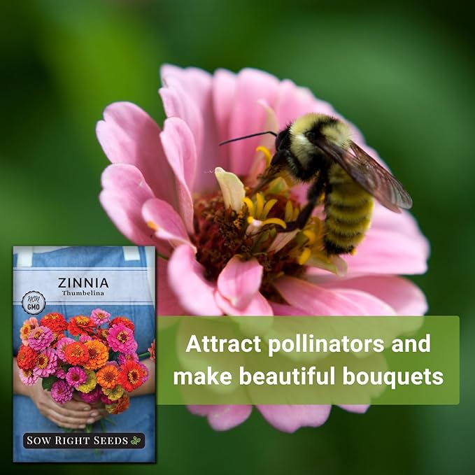 Sow Right Seeds - Thumbelina Zinnia Seeds for Planting - Beautiful to Plant in Your Flower Garden - Non-GMO Heirloom Packet with Instructions - Annual Cut and Come Again for Bouquets (3)