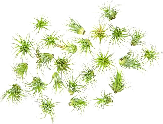 Ionantha Tillandsia Air Plants Live Indoor Plants (10PK), Air Plant Terrarium Plants Live Houseplants, Live Plants Indoor Plant Kit, Easy Care Plants for Air Plant Holder or Garden by Plants for Pets