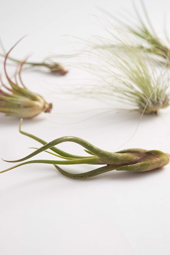 Shop Succulents | Assorted Collection | Variety of Species, Tropical House Plant for Home Décor, DIY Terrariums, 6-Pack