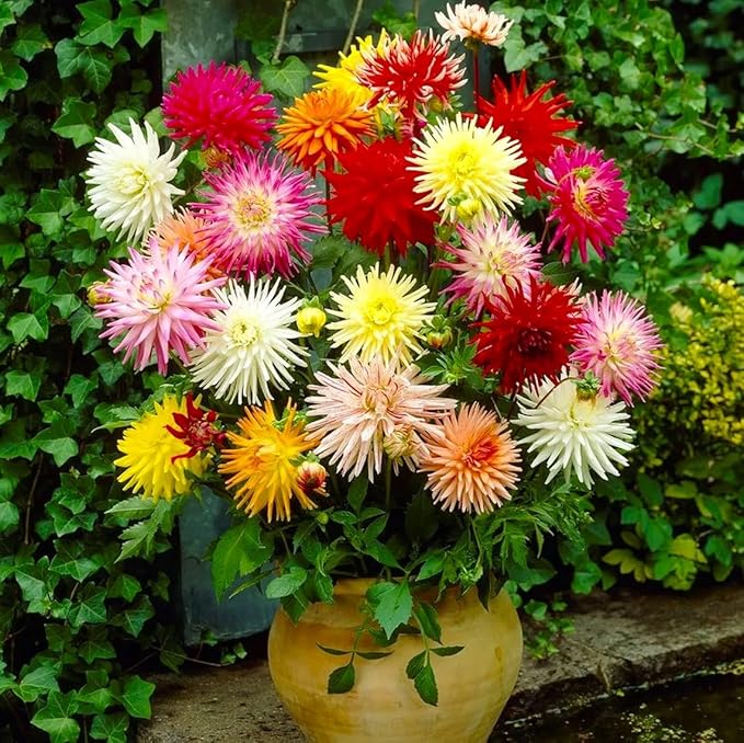 Needle Cactus Dahlia Seed Mix 50 Non-GMO Seeds for Planting