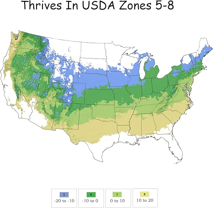 Sugar Tip Hibiscus, 2 Gallon, Blush Pink Blooms