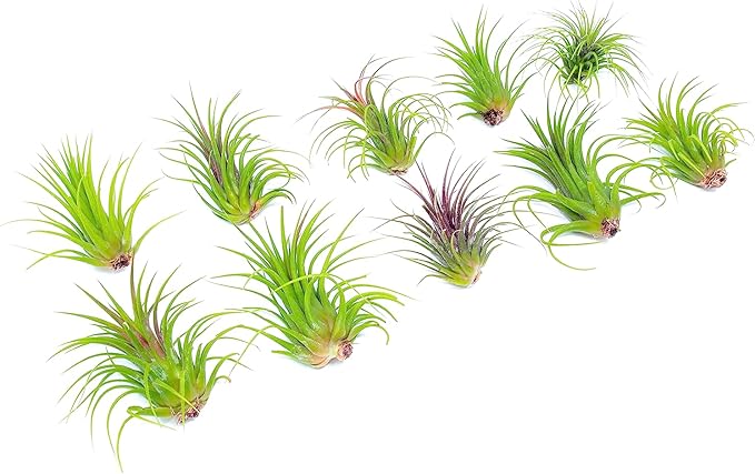 Ionantha Tillandsia Air Plants Live Indoor Plants (10PK), Air Plant Terrarium Plants Live Houseplants, Live Plants Indoor Plant Kit, Easy Care Plants for Air Plant Holder or Garden by Plants for Pets