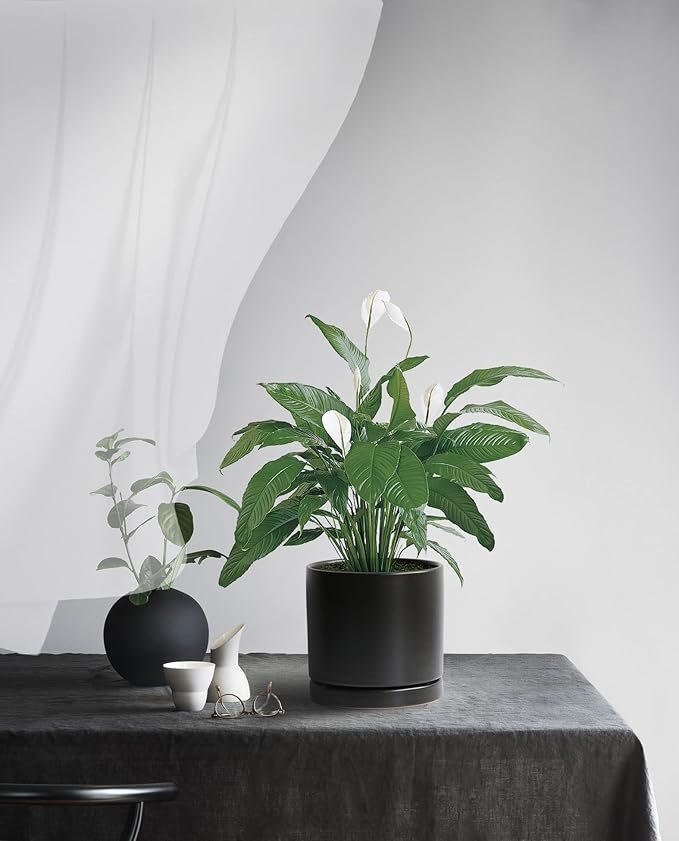 Aveyas 6 inch Ceramic Plant Pot with Drainage Hole and Saucer - Suitable for Indoor and Outdoor Use, Modern Planters for House Garden Orchid Flower Snake Monstera Plants (6", Matte Black)