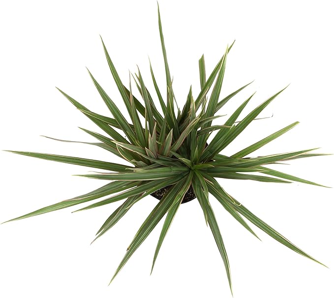 Bicolor Dracaena Plant Live Dragon Tree in 6 inch Pot, Easy Plant Decor, Dracaena Marginata House Plant, Air Purifying Plant, Live Indoor Plant, Desk Plant & Office Plant by Plants for Pets