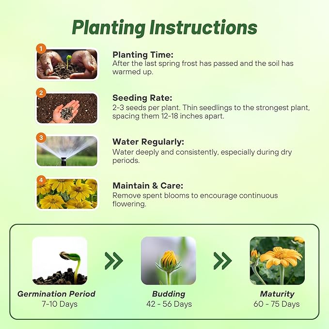 Outsidepride Yellow Torch Mexican Sunflower Seeds - 1000 Pcs Annual, Easy-to-Grow, Yellow Tithonia Speciosa Flower Seeds w/Drought-Tolerant Blooms for Pollinator Gardens & Vibrant Summer Landscaping