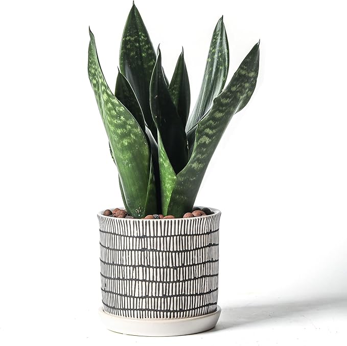 6 Inch Plant Pot: Ceramic Planter with Drainage Hole & Saucer - Cylinder Flowerpot for Indoor & Outdoor Plants - with Separate Tray for Home & Office - Striped Design