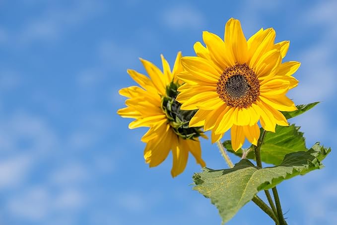 Set of 500 Assorted Flower Seed Packets! Flower Seeds in Bulk - 20+ Varieties Available! (500)