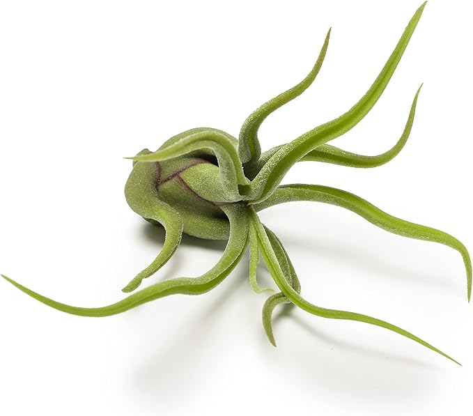 Altman Plants, 12 Air Plant Variety Pack - Small Tillandsia Terrarium Kit - Assorted Species of Live Tillandsia Tropical House Plants for Sale, 2 to 5 Inches Each - Air Plants for Indoor Home Decor