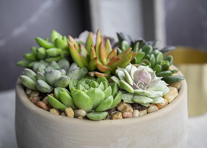 Succulents Plants Live (12PK) Potted Succulent Plants Live House Plants, Cactus Plants Live Plants Indoor Plants Live Houseplants, Indoor Plant Succulents Live Plant House Plant by Plants for Pets