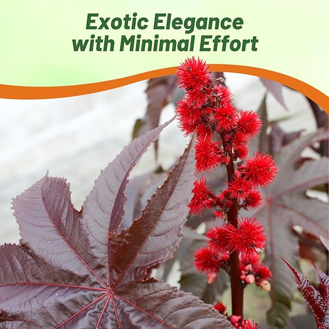 Outsidepride 50 Seeds Annual Ricinus Communis Castor Bean Gibsonii Flower Seeds for Planting