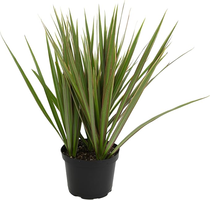 Bicolor Dracaena Plant Live Dragon Tree in 6 inch Pot, Easy Plant Decor, Dracaena Marginata House Plant, Air Purifying Plant, Live Indoor Plant, Desk Plant & Office Plant by Plants for Pets