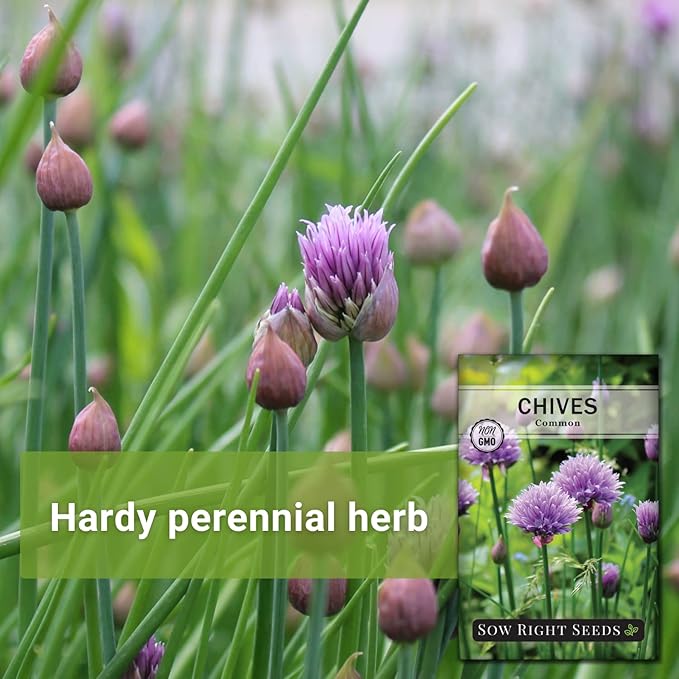 Sow Right Seeds - Common Chives Seed for Planting - Non-GMO Heirloom Packet with Instructions to Plant and Grow Kitchen Herb Garden Indoor or Outdoor - Mild Onion Flavor (4)