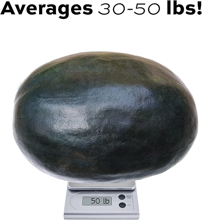 50 Black Diamond Watermelon Seeds for Planting - Heirloom Non-GMO Fruit Seeds for Planting - Grows Big Giant Watermelons Averaging 30-50 lbs