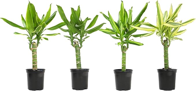 Dracaena Steudneri Moonlight 4 Pack House Plant, 4 Inch Pots for Plants, Dragon Tree Plants for Delivery Prime, Low Light House Plants, Live Plants Indoor Plants Live Houseplants by Plants for Pets