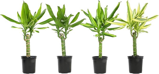 Dracaena Steudneri Moonlight 4 Pack House Plant, 4 Inch Pots for Plants, Dragon Tree Plants for Delivery Prime, Low Light House Plants, Live Plants Indoor Plants Live Houseplants by Plants for Pets