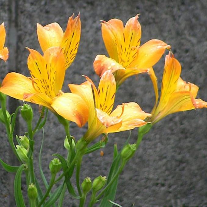 CHUXAY GARDEN Mix Peruvian Llily Seed 20 Seeds Alstroemeria Flower Ornamental Flowering Plant Showy Display Adding a Decorative Appeal