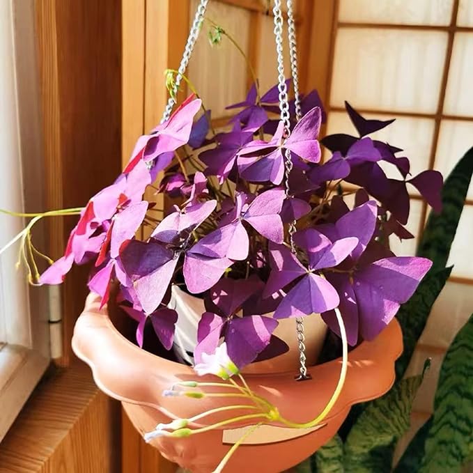 12+ Bulbs Purple Shamrocks Oxalis Triangularis Lucky Lovely Flowers Bulbs Grows for Planting Indoors or Outdoors