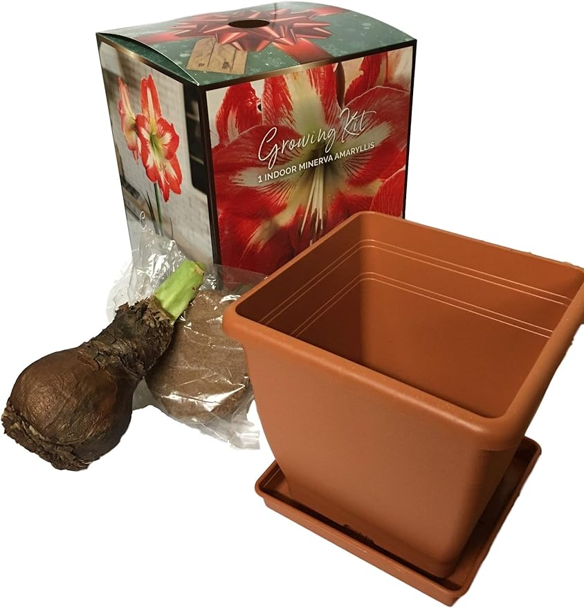 Amaryllis Growing Kit. Includes: Big Minerva Bulb, Plastic Pot and Saucer, and Professional Growing Medium