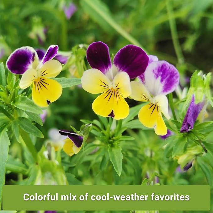 Sow Right Seeds - Frost Hardy Seed Collection for Planting - Pansies, Violets, Snapdragon, Ornamental Kale and Sweet Peas - Lovely Flowers for Spring & Fall Color - Non-GMO Heirloom with Instructions