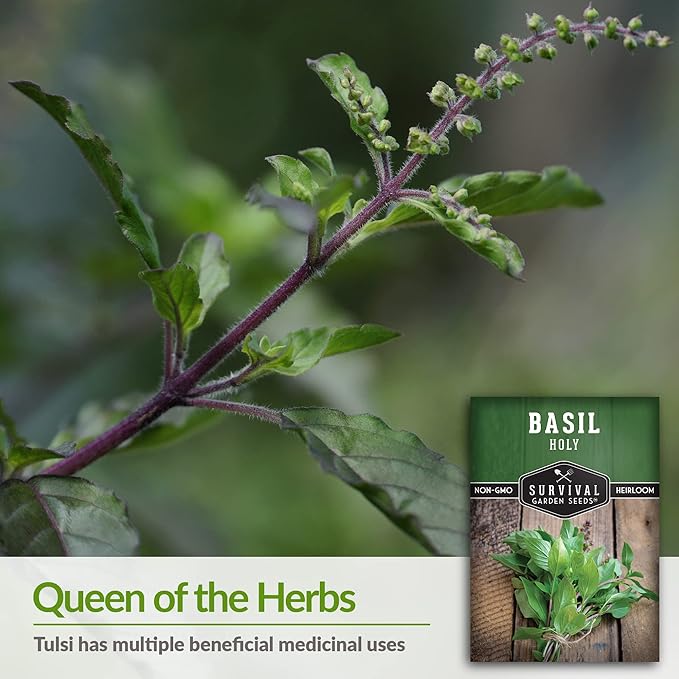 Survival Garden Seeds - Holy Basil Seed for Planting - 5 Packs with Instructions to Plant and Grow The Indian Sacred Herb Tulsi in Your Home Vegetable Garden - Non-GMO Heirloom Variety - Plant Seed