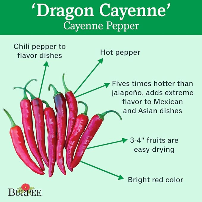 Burpee Dragon Cayenne Hot Pepper Seeds 25 seeds