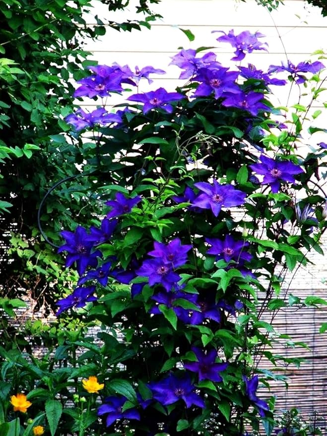 Mixed Clematis Seeds Flower Vine Perennial Flower 20 Pcs Seeds