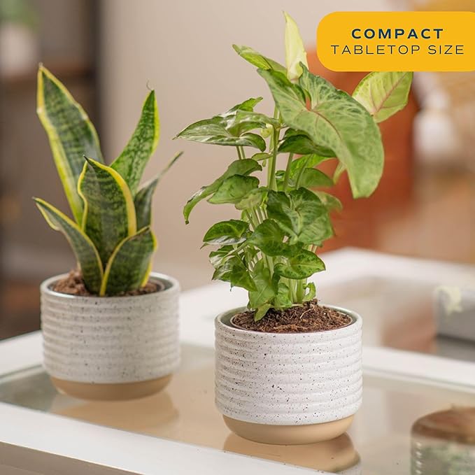 Costa Farms Live Plants (Pack of 2), Easy to Grow Real Indoor Houseplants, Air Purifying Plants, Grower's Choice in Home Décor Indoors Plant Pots, New House Gift or Room Décor