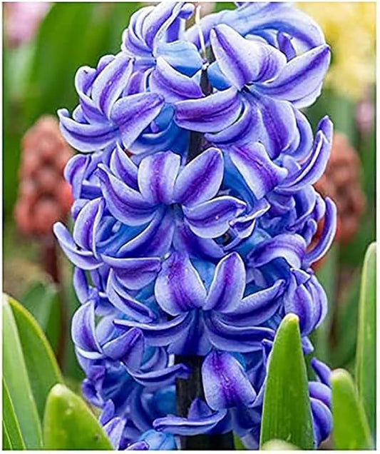 10 Aqua Hyacinth Bulbs - 16-17 cm, Beautiful Blue Blooms for Zones 4-10, Pre-Chilling Required for Zones 8-10 for Optimal Growth